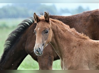 Oldenburg, Mare, , 16,1 hh, Chestnut-Red