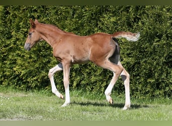 Oldenburg, Mare, , 16,1 hh, Chestnut-Red