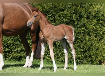 Oldenburg, Mare, , 16,1 hh, Chestnut-Red