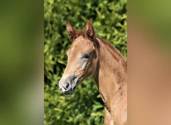 Oldenburg, Mare, , 16,1 hh, Chestnut-Red