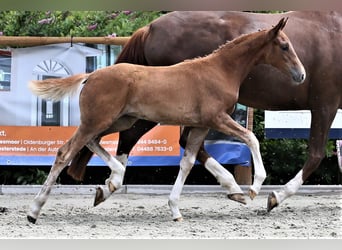 Oldenburg, Mare, Foal (04/2025), 16,1 hh, Chestnut-Red