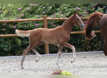 Oldenburg, Mare, Foal (04/2025), 16,1 hh, Chestnut-Red