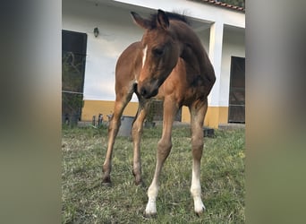 Oldenburg, Mare, , 16,1 hh