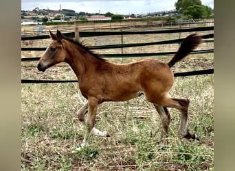 Oldenburg, Mare, , 16,1 hh
