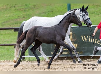 Oldenburg, Mare, Foal (03/2025), 16,1 hh, Grey