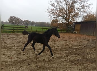 Oldenburg, Mare, Foal (06/2025), 16,1 hh, Smoky-Black