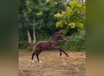 Oldenburg, Mare, Foal (04/2025), 16,2 hh, Bay-Dark