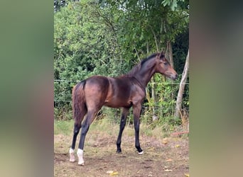 Oldenburg, Mare, Foal (04/2025), 16,2 hh, Bay-Dark