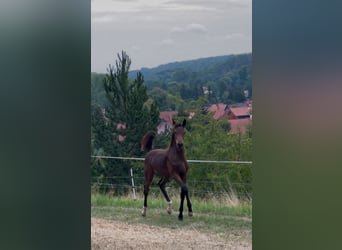 Oldenburg, Mare, Foal (04/2025), 16,2 hh, Bay-Dark