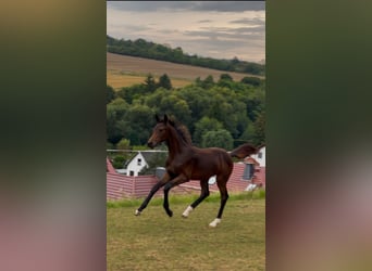 Oldenburg, Mare, Foal (04/2025), 16,2 hh, Bay-Dark