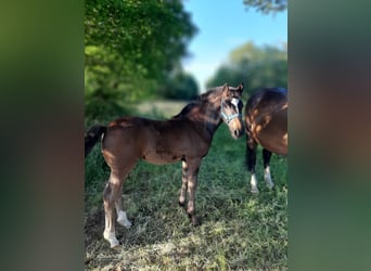 Oldenburg Mix, Mare, Foal (03/2025), 16,2 hh, Bay-Dark