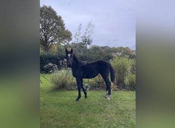 Oldenburg Mix, Mare, Foal (03/2025), 16,2 hh, Bay-Dark