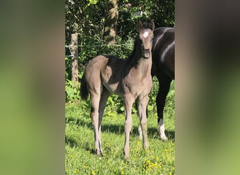 Oldenburg, Mare, , 16,2 hh, Black
