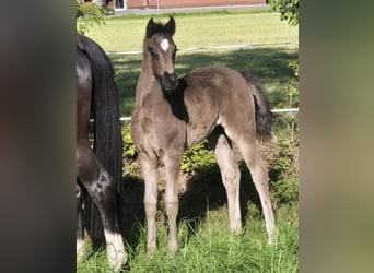 Oldenburg, Mare, , 16,2 hh, Black