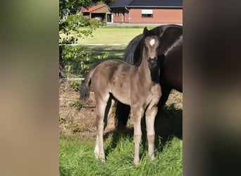 Oldenburg, Mare, , 16,2 hh, Black