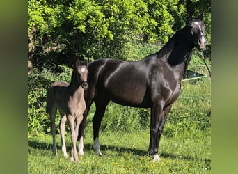 Oldenburg, Mare, , 16,2 hh, Black