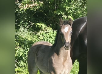 Oldenburg, Mare, , 16,2 hh, Black