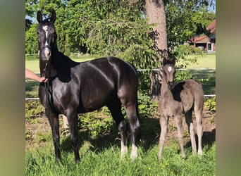 Oldenburg, Mare, , 16,2 hh, Black