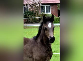 Oldenburg, Mare, , 16,2 hh, Black