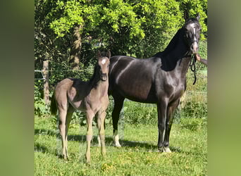 Oldenburg, Mare, , 16,2 hh, Black