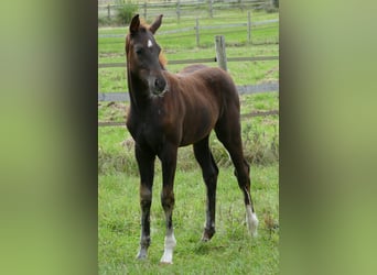 Oldenburg, Mare, Foal (03/2025), 16,2 hh, Black