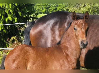 Oldenburg, Mare, , 16,2 hh, Brown