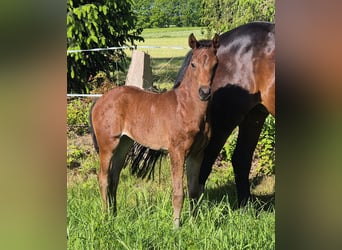 Oldenburg, Mare, , 16,2 hh, Brown