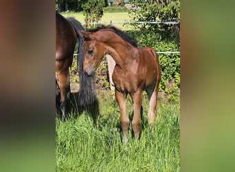 Oldenburg, Mare, , 16,2 hh, Brown