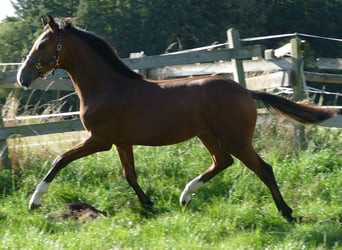 Oldenburg, Mare, Foal (02/2025), 16,2 hh, Brown