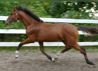 Oldenburg, Mare, Foal (02/2025), 16,2 hh, Brown
