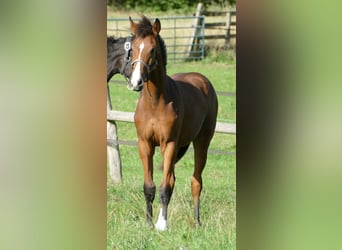 Oldenburg, Mare, Foal (02/2025), 16,2 hh, Brown