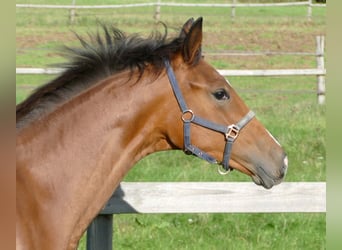 Oldenburg, Mare, Foal (02/2025), 16,2 hh, Brown