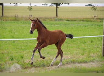 Oldenburg, Mare, , 16,2 hh, Brown
