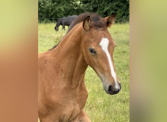 Oldenburg, Mare, , 16,2 hh, Brown