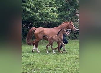 Oldenburg, Mare, , 16,2 hh, Brown