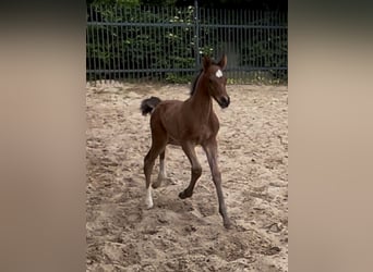 Oldenburg, Mare, , 16,2 hh, Brown