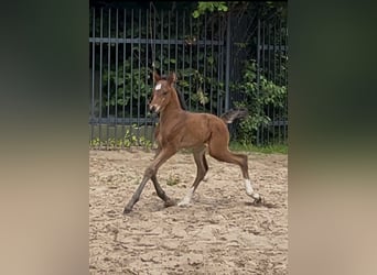 Oldenburg, Mare, , 16,2 hh, Brown