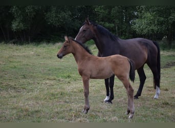Oldenburg, Mare, , 16,2 hh, Brown