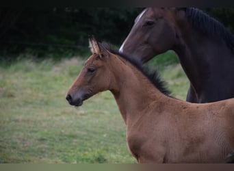 Oldenburg, Mare, , 16,2 hh, Brown