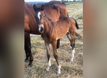 Oldenburg, Mare, , 16,2 hh, Brown