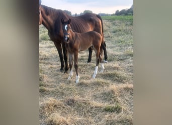 Oldenburg, Mare, , 16,2 hh, Brown