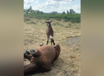 Oldenburg, Mare, , 16,2 hh, Brown