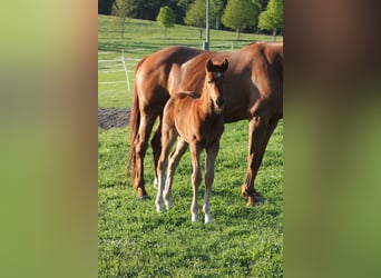Oldenburg, Mare, , 16,2 hh, Chestnut-Red