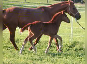 Oldenburg, Mare, , 16,2 hh, Chestnut-Red