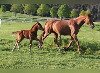 Oldenburg, Mare, , 16,2 hh, Chestnut-Red