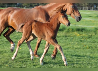 Oldenburg, Mare, , 16,2 hh, Chestnut-Red