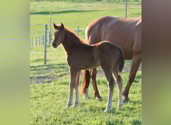 Oldenburg, Mare, , 16,2 hh, Chestnut-Red