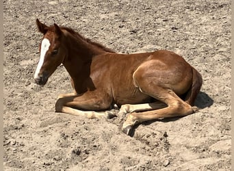 Oldenburg, Mare, , 16,2 hh, Chestnut-Red
