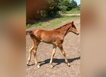 Oldenburg, Mare, , 16,2 hh, Chestnut-Red