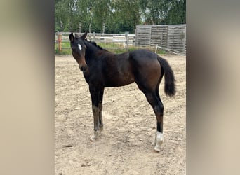 Oldenburg, Mare, Foal (05/2025), 16,2 hh